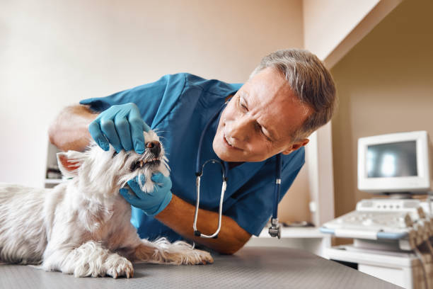 Best Walk-In Emergency Dental Services in Morgantown, MS